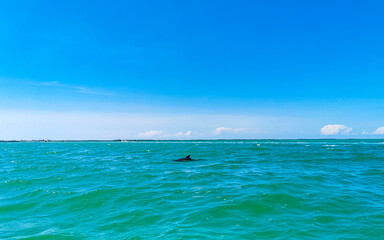 Dolphins swimming in the water off Holbox Island Mexico.