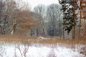 Winter landscape view of clearing and forest