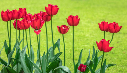 Fototapeta premium Colourful tulips