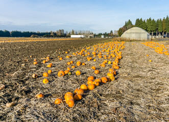 Pumpkin Harvest In Field 5