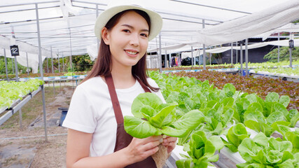 Obraz premium Fresh cos lettuce in the hands of a gardener.