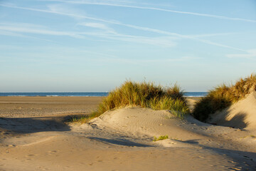 Sandy beach with solitary dunes overgrown with marram grass at IJmuiden in the Netherlands with in...