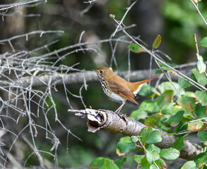 Strutting Hermit Thrush
