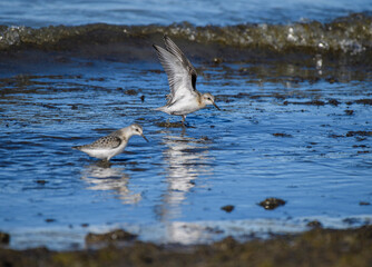Sanderlings feeding in the water
