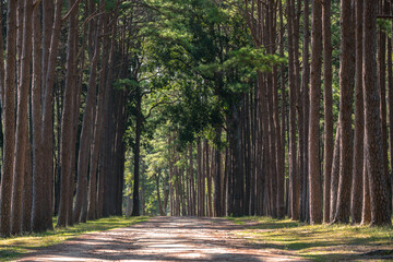 The beautiful of pine forest with warm light at Doi Bo Luang Forest Park, Chiang Mai, Thailand. Selective focus and blurred background.