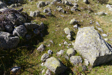Close-up of rocks covered with lichen at hiking trail at Swiss mountain pass Susten on a sunny summer morning. Photo taken July 13th, 2022, Susten Pass, Switzerland.