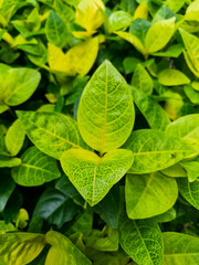 a bunch of pseuderanthemum leaves