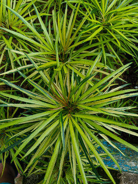 Osmoxylon lineare plant growing in the garden