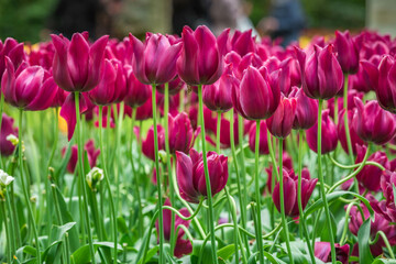 Colourful tulips