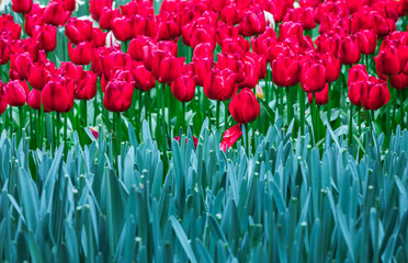 Colourful tulips