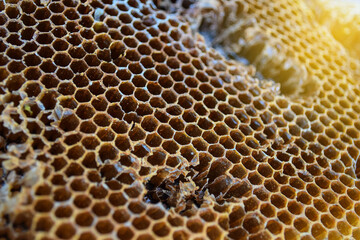 Close up view of honeycomb.