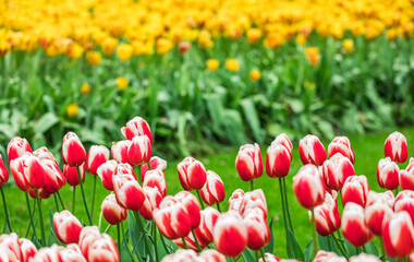 Colourful tulips