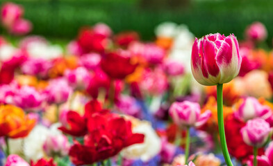 Colourful tulips