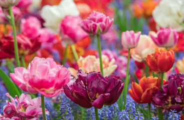 Colourful tulips