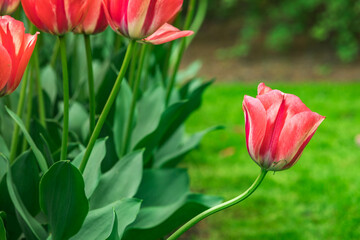 Colourful tulips