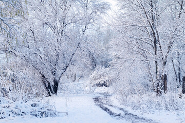 Winter landscape. Winter scene. Magical winter landscape with snow covered trees