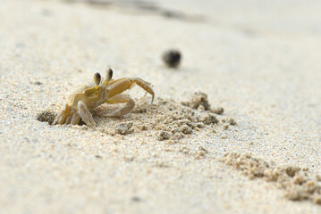 Close up of Atlantic Ghost Crab (Ocypode quadrata) emerging from its hole