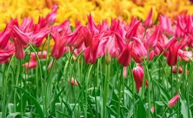Colourful tulips