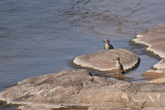 Water Thick-knee (Burhinus vermiculatus) resting on rocks in the Sabie River, Kruger NP