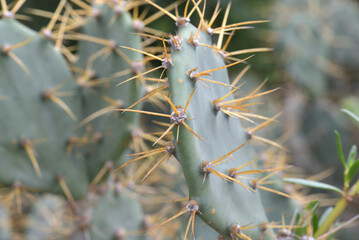 Close up of Prickly Pear (Opuntia sp.)