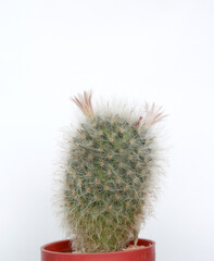 Cactus, isolated on a white background, with beautiful pink flowers in a small pot.