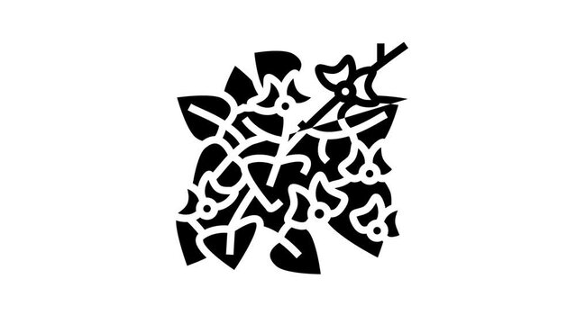 hyacinth bean line icon animation