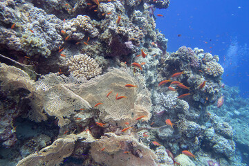 Fototapeta na wymiar Colorful, picturesque coral reef at the bottom of tropical sea, yellow gorgonian and fishes anthias, underwater landscape