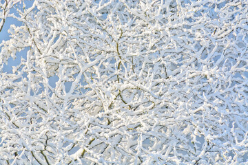Texture background of tree branches in snow