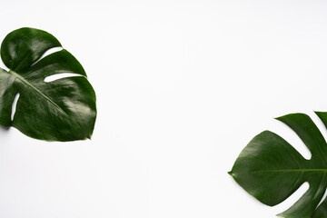 Fototapeta na wymiar monstera leaves on the side with white background