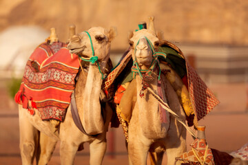 Two camels in Wadi Rum desert in Jordan