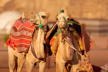 Tuinposter Two camels in Wadi Rum desert in Jordan © Nataliya