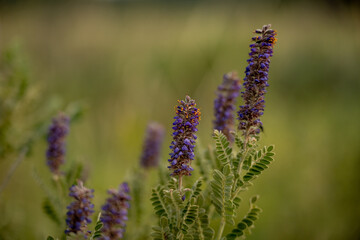 Tiny Purple-fringe Blooms On Plants In Wind Cave