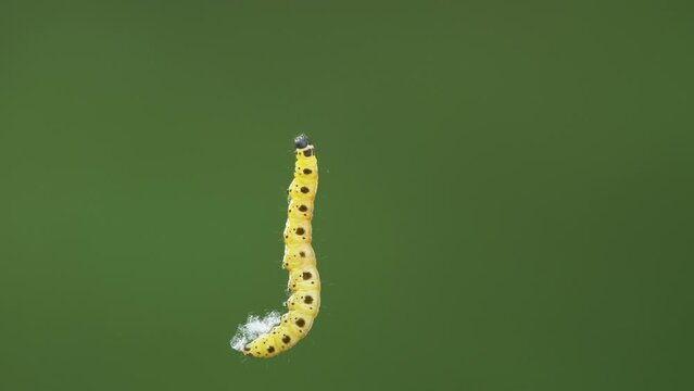 Closeup of a yellow caterpillar against a blurred green background