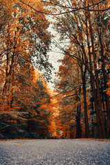 Autumn colors of trees on the asphalt road leading through the forest.