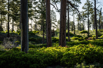 Trees and Bushes Along the West Rim of zion