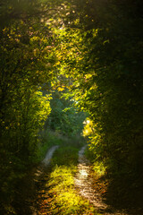 Obraz premium sunlight in the forest