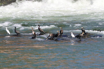 宇治市　宇治川の水鳥