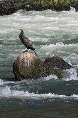 宇治川で休憩中の鳥