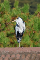 立派なアオサギ