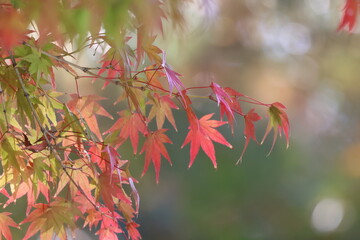 奈良公園の綺麗な紅葉