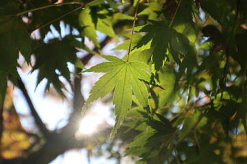 奈良公園の綺麗な紅葉