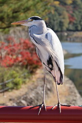 近寄っても逃げないアオサギ