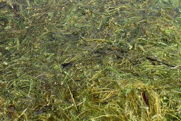 clump of green submerged grass in a fresh water lake. Concept of ecosystem and flora