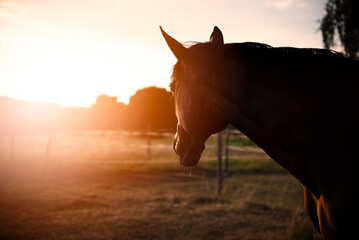 Pferd im Sonnenuntergang, Landleben mit Pferden