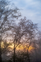 bäume im nebel vor dem sonneaufgang