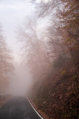 schmale straße im wald mit nebel und bäumen