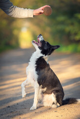 Border collie dog training with a ball - obrazy, fototapety, plakaty