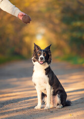 Border collie dog training with a ball