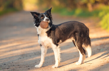 Border collie dog with ball in her mouth