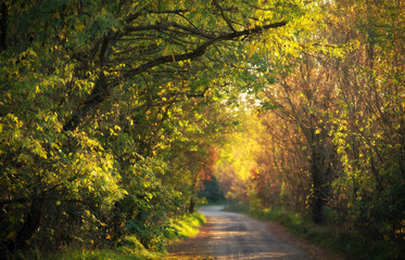 Road in the beauty nature